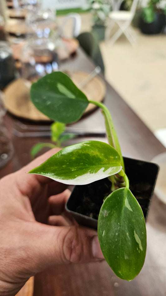 Rare Plant Upgrade