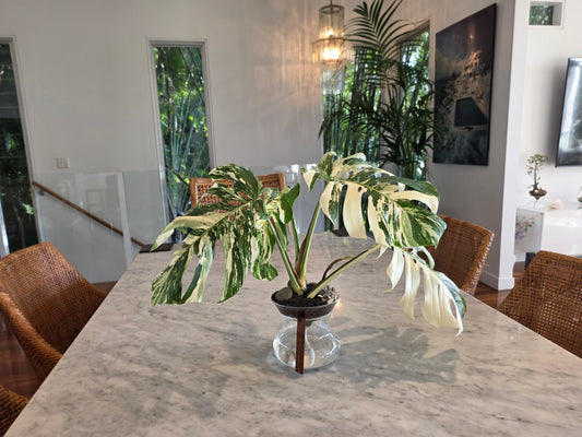 ISLA - Self Watering Planter