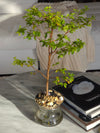 ISLA - Self Watering Planter