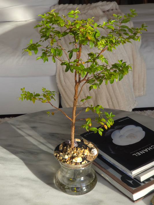 ISLA - Self Watering Planter