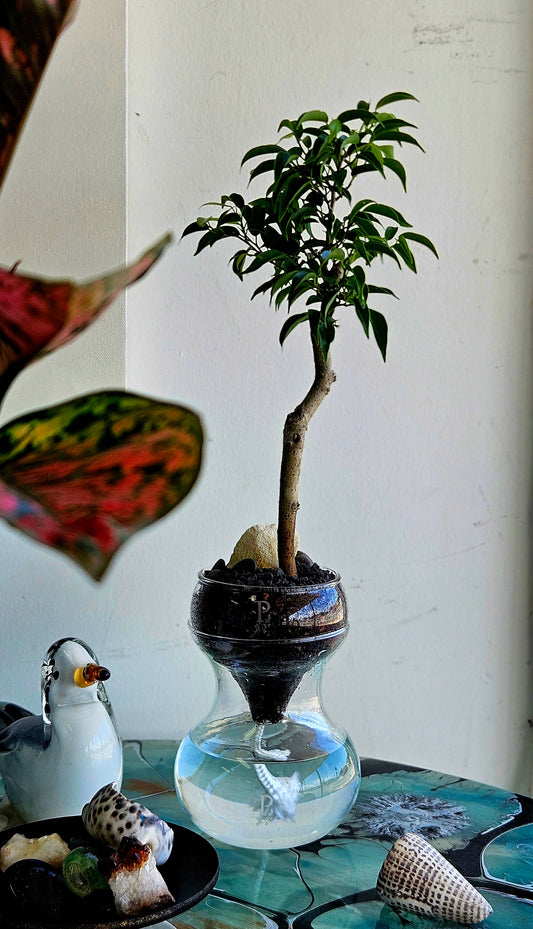 Echo - Self Watering Planter