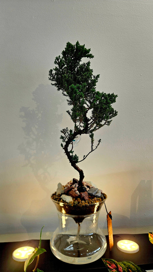 Bonsai Upgrade Option