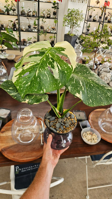 Monstera Thai Constellation - Rare plant upgrade