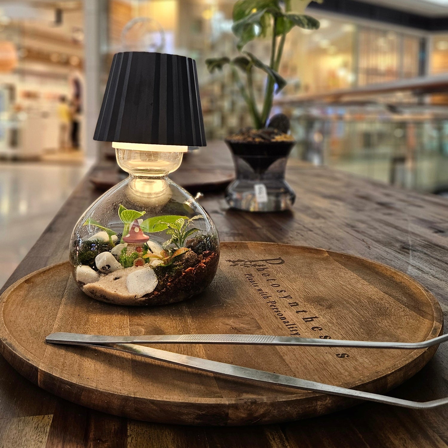 Photosynthesis Plants