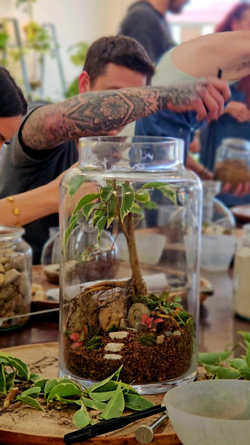 <strong>Brisbane Terrarium Workshop - Miss Manhattan</strong>
