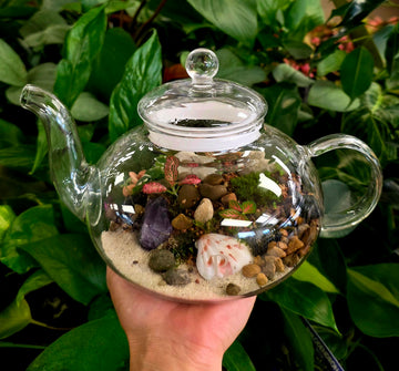 Tea pot Terrarium Kit