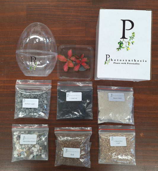 My First Terrarium - Egg Terrarium Kit