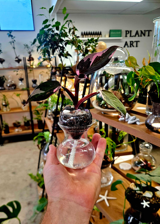 Mini Echo Self-Watering Planter | Crystal Clear Design