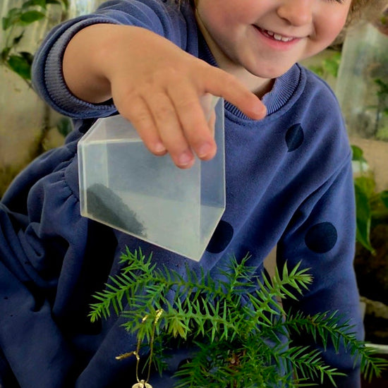 Making and watering a living Christmas tree