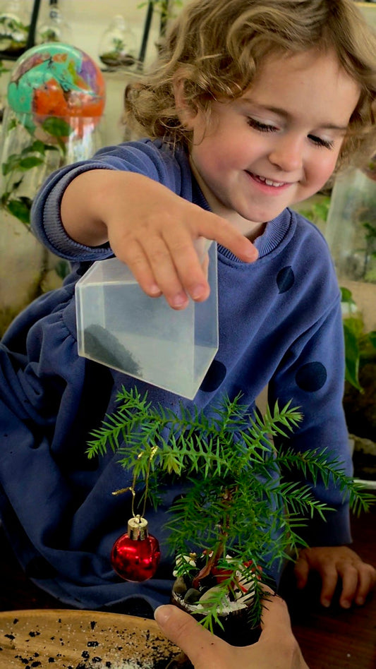 Making and watering a living Christmas tree