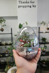 My First Terrarium - Egg Terrarium Kit