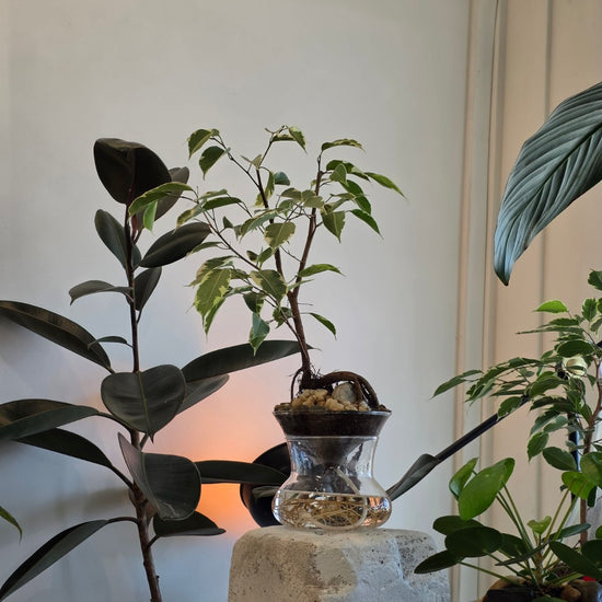 ISLA self-watering planter: crystal clear ficus benjamina