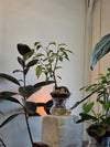ISLA self-watering planter: crystal clear ficus benjamina
