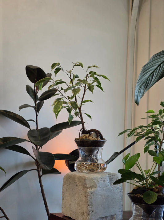 ISLA self-watering planter: crystal clear ficus benjamina