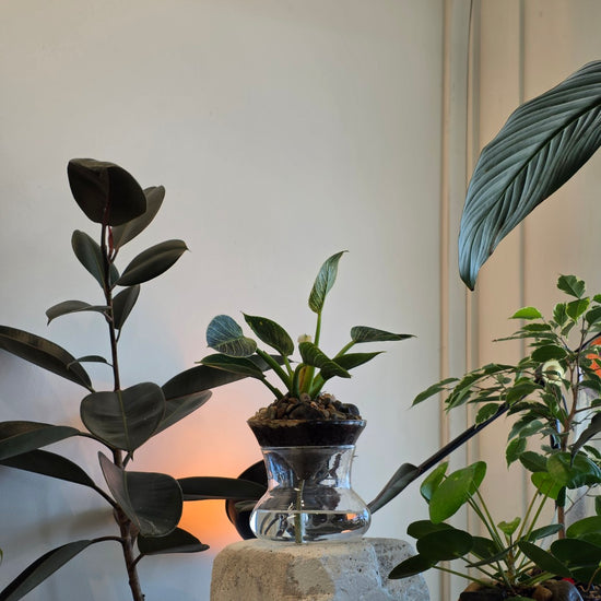 ISLA self-watering planter: crystal clear philodendron birkin