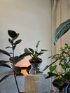 ISLA self-watering planter: crystal clear philodendron birkin