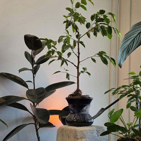 ISLA in Midnight black glass with Ficus benjamina