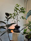 ISLA in Midnight black glass with Ficus benjamina