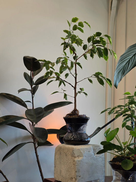 ISLA in Midnight black glass with Ficus benjamina
