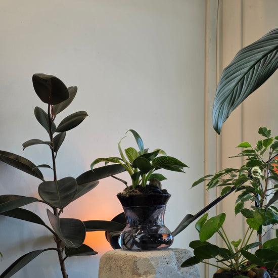ISLA self-watering planter: midnight black philodendron birkin