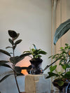 ISLA self-watering planter: midnight black philodendron birkin