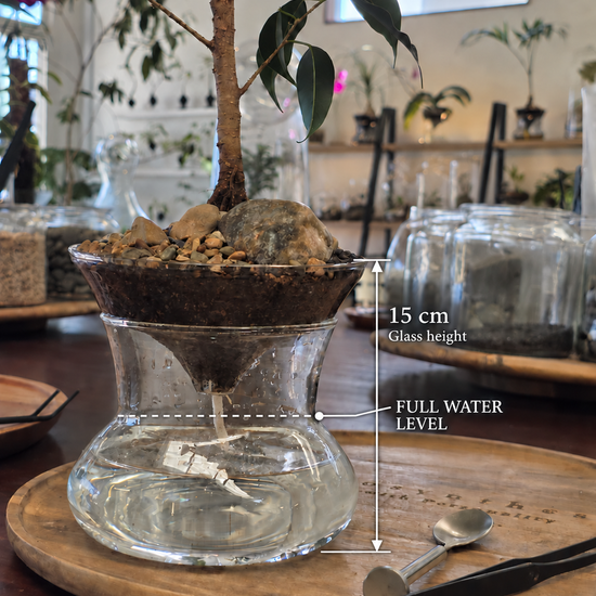 ISLA glass planter: 15 cm glass height and full water level at the lower curve of the narrow middle