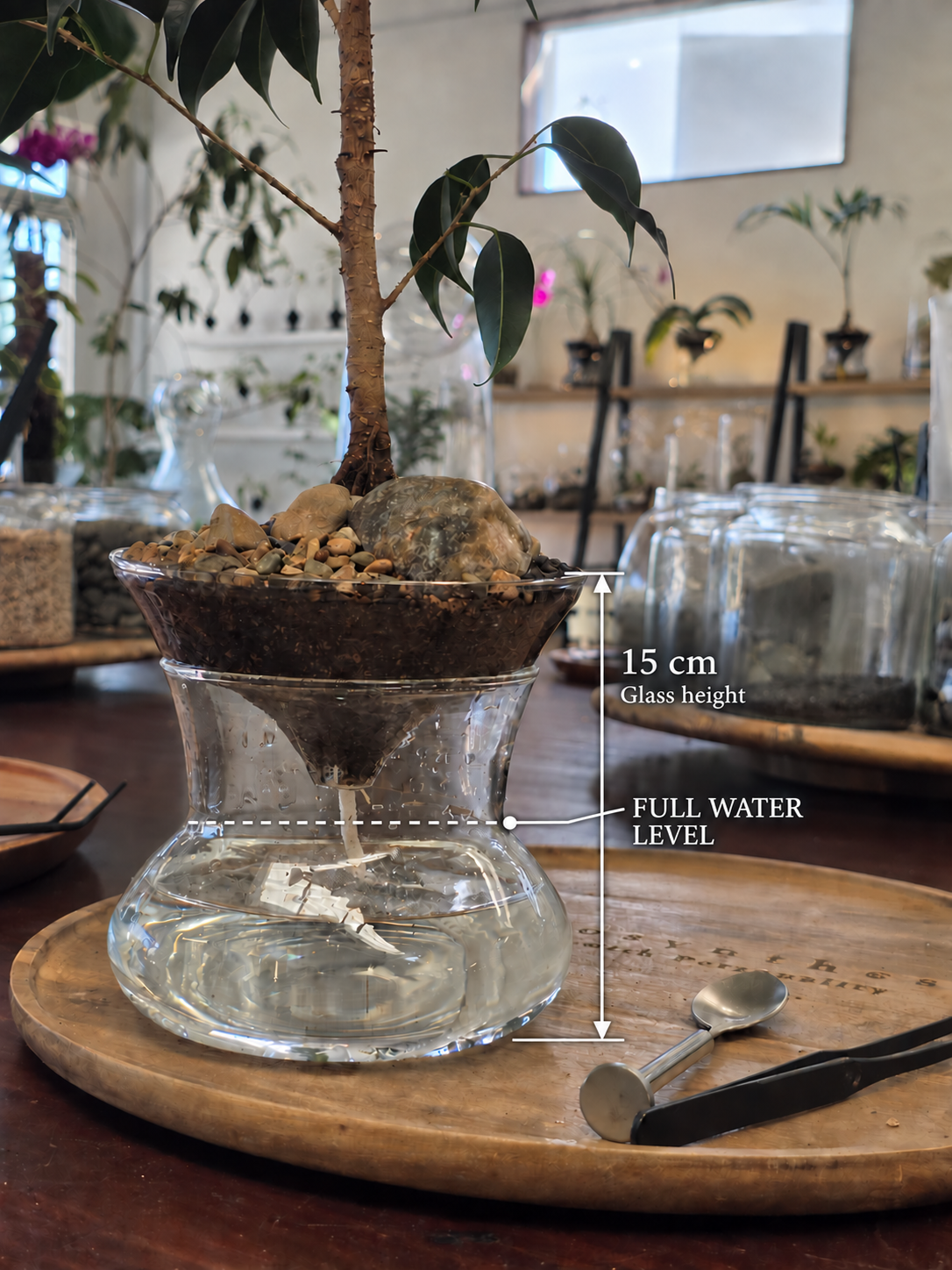 ISLA glass planter: 15 cm glass height and full water level at the lower curve of the narrow middle