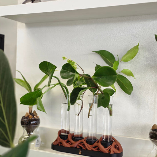 Photosynthesis propagation station with four glass test tubes holding plant cuttings, with a sculptural terracotta-coloured base.