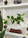 Photosynthesis propagation station with four glass test tubes holding plant cuttings, with a sculptural terracotta-coloured base.