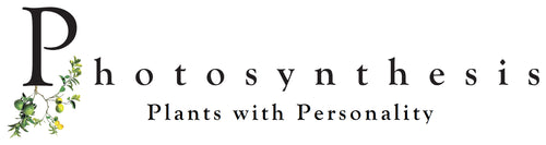 Photosynthesis Plants