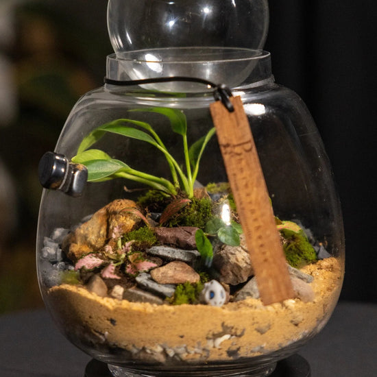 Orb Vase terrarium example