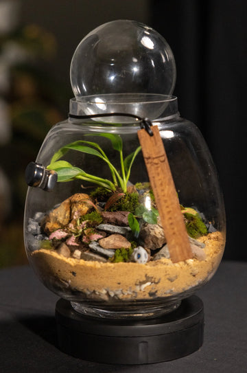 plant terrarium kit with light DIY Terrarium Kit – Photosynthesis Plants