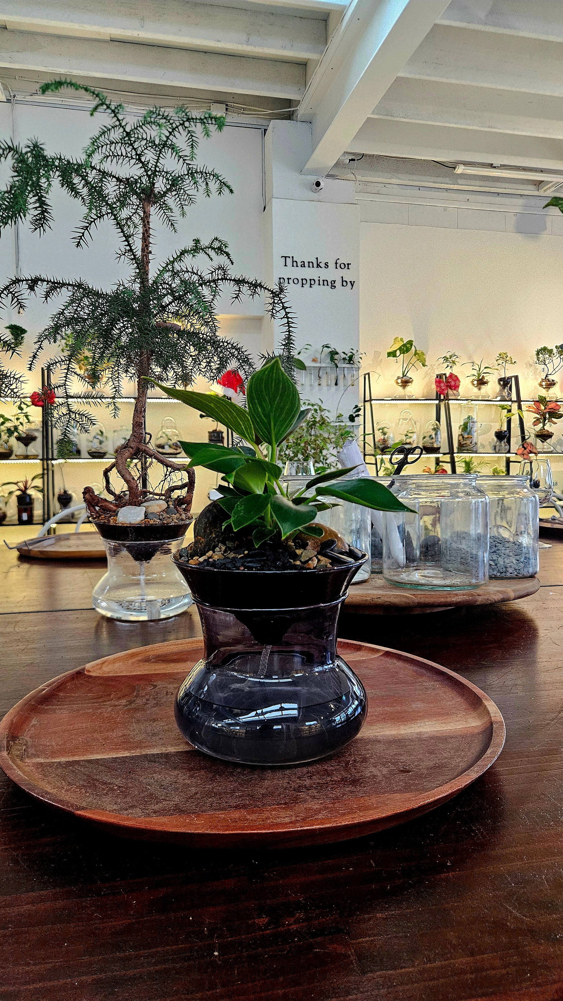 indoor plants photosynthesis ISLA