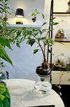 Echo - Self Watering Planter
