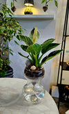 Echo - Self Watering Planter