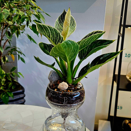 Echo planted gift example
