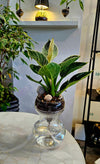 Echo planted gift example