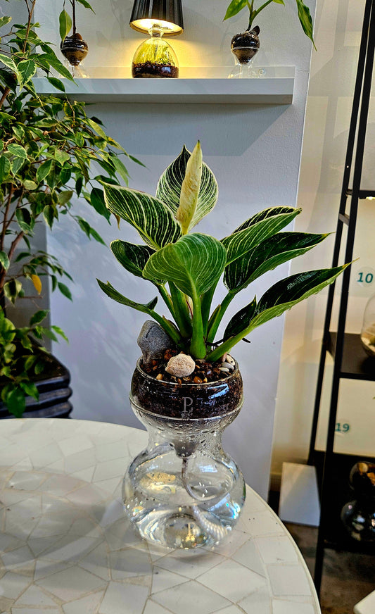 Echo planted gift example