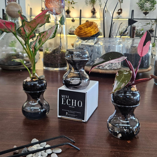 Mini Echo planted gift examples